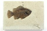 Detailed Fossil Fish (Cockerellites) - Wyoming #356736-1